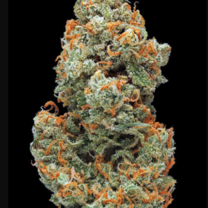 Cactus Jack
