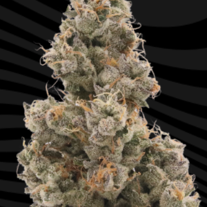 Sour Diesel